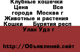 Клубные кошечки › Цена ­ 10 000 - Все города, Москва г. Животные и растения » Кошки   . Бурятия респ.,Улан-Удэ г.